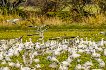 Snow Geese Landing Joining the Flock Skagit Valley Washingtonの写真素材