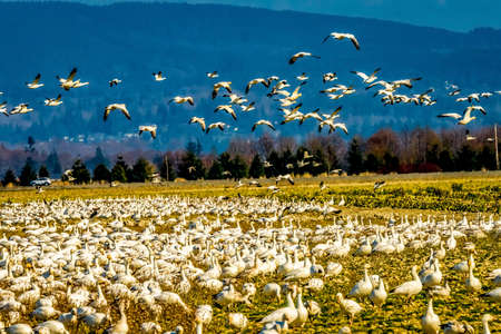 Many Snow Geese Flying Flock Mountains Skagit Valley Washingtonの写真素材