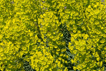 Green Mediterranean Splurge Blossoms Blooming Macro.