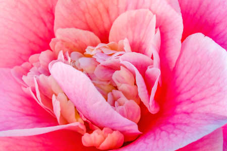 Pink Camellia Reticulata Blooming Macro. Common to China and Japanの写真素材