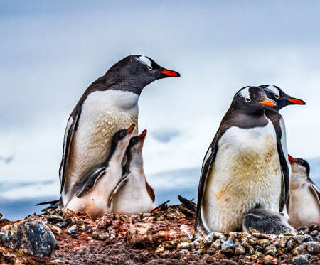 Gentoo Penguin Family and Chick Yankee Harbor Greenwich Island Antarcticaの写真素材