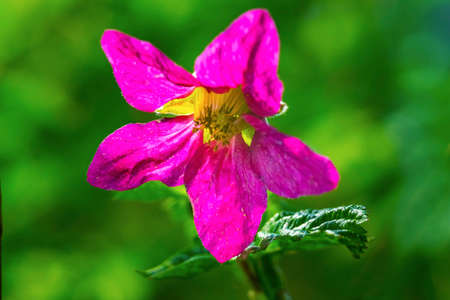 Pink Purple Salmonberry Blooming Macro. Native to North America and berries are edible