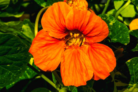 Orange Garden Nasturtium Flower Blooming Macro. Native to Americas