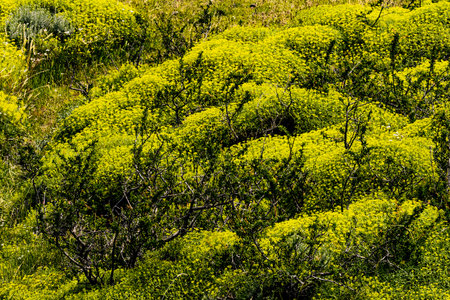 Yellow Goldmoss Sedum Ground Cover Torres del Paine National Park Patagonia Chile