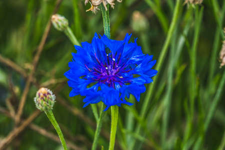Colorful Blue Bachelor's Button Cornflower Blooming Macro. Native to Europe now all over the World