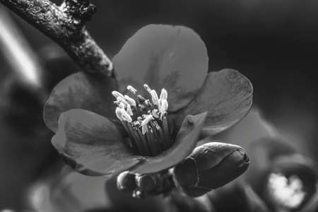 Black White Atsuya Hamada Quince Blossom Flowering Fruit Tree Macro Bellevue Washington Stateの写真素材