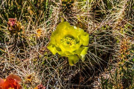 Yellow  Pink Blossoms Plains Prickleypear Cactus Blooming Macro Opuntia polyacantha Petrified Forest National Park Arizonaの写真素材
