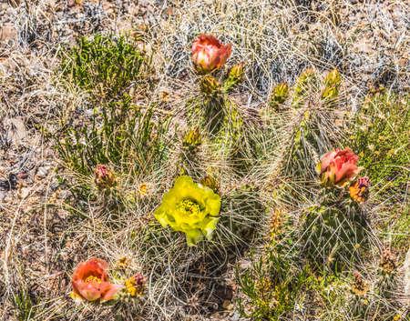 Yellow  Pink Blossoms Plains Prickleypear Cactus Blooming Macro Opuntia polyacantha Petrified Forest National Park Arizonaの写真素材