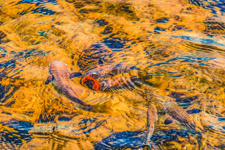 Colorful Reef Fish Yellowfin Goatfish Eating Bread Abstract Moorea Tahiti French Polynesia.の写真素材