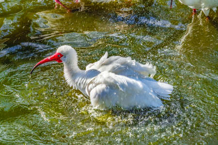 Colorful American White Ibis Splashing Taking a Bath Florida Eudocimus albusの写真素材