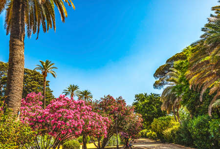 Colorful Flowers Palm Trees Maria Luisa Park Largest Green Space Seville Andalusia Spain.の写真素材