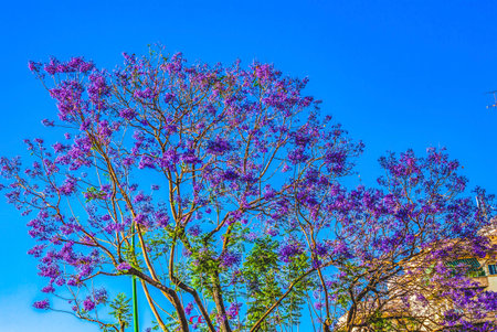 Colorful Blue Jacaranda Flowers Building Seville Andalusia Spain