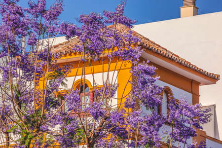 Colorful Blue Jacaranda Flowers Yellow White Buildings Seville Andalusia Spain