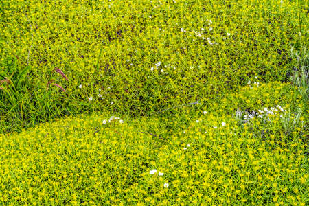 White Rabelera Stitchwort Yellow Goldmoss Sedum Ground Cover Torres del Paine National Park...