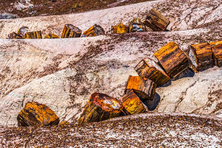 Red Orange Yellow Petrified Wood Logs Crystal Forest Petrified Forest National Park Arizonaの写真素材
