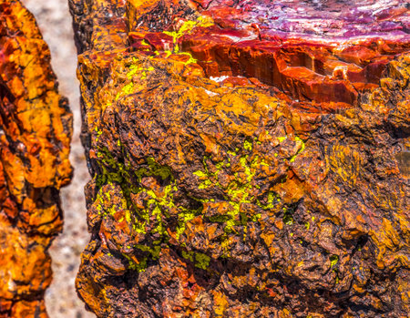 Red Orange Yellow Petrified Wood Log Crystal Forest Petrified Forest National Park Arizona