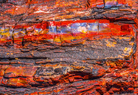 Red Orange Yellow Petrified Wood Log Abstract Crystal Forest Petrified Forest National Park Arizonaの写真素材