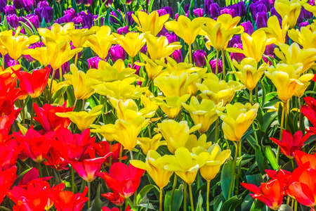 Yellow Red Purple Tulips Fields Farm Mount Vernon, Skagit County Washington Pacific Northwest
