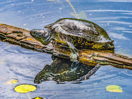 Western Painted Turtle Chrysemys picta Green Lily Pads Juanita Bay Park Lake Washington Kirkland...