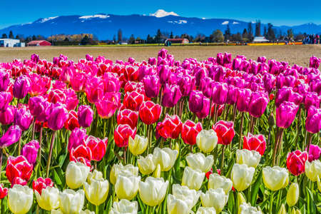 Colorful Pink White Tulips Farm Snowy Mount Baker Mountains Skagit Valley Washington