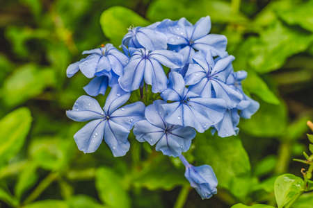 Blue Cape Leadwort Plumbago Flowers Green Leaves Moorea Tahiti French Polynesia Plumbago auriculata