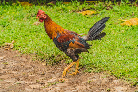 Colorful Red Junglefowl Rooster Chicken Moorea Tahiti French Polynesia