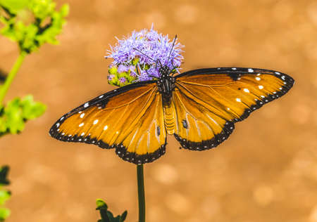 Orange Brown Wings Queen Butterfly Danaus gillipus Blue Billygoat Weed Flowers Native to North and South Americaの写真素材