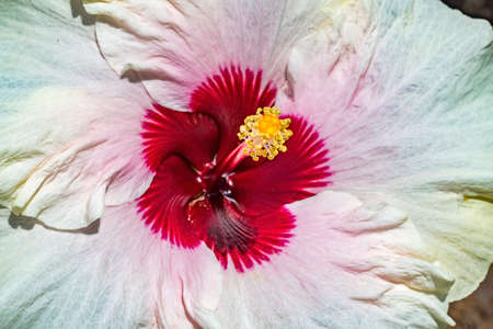 Mount Everest White Burgundy Tropical Hibiscus Flower Moorea Tahiti.  Tropical hibiscus has many varieties.の写真素材