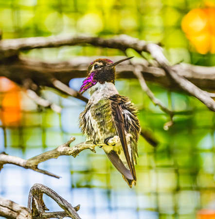 Anna's Hummingbird Male Bird Calypte Anna Sonora Desert Museum Tucson Arizonaの写真素材