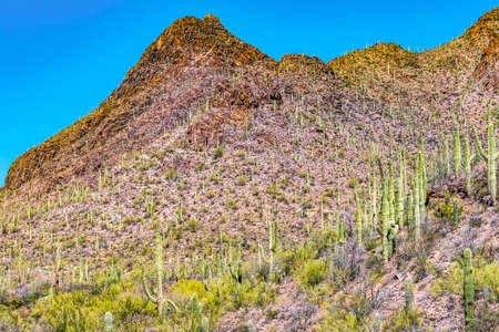 Saguaro Cactus Blooming Plants Mountains Saguaro National Park Sonoran Desert Tucson Arizona USA Southwest.の写真素材
