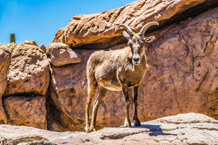 Young Male Desert Bighorn Sheep Male Ovis Canadensis nelsoni Rocks Sonora Desert Museum Tucson Arizonaの写真素材