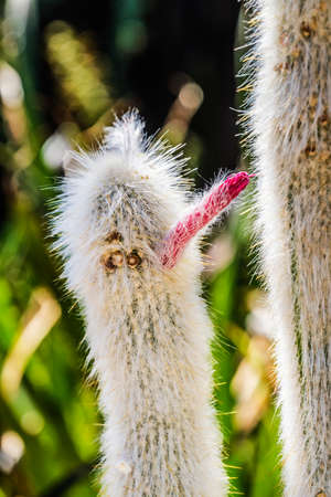 Silver Torch Wooly Torch Cactus Cleistocactus Strausii Red Flower Desert Botanical Garden Tucson Arizona Garden created in the 1960sの写真素材