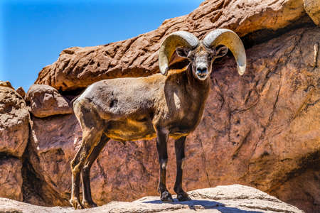 Desert Bighorn Sheep Male Ovis Canadensis nelsoni Rocks Sonora Desert Museum Tucson Arizonaの写真素材