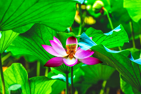 Pink Lotus Flower Stamen Green Leafs Close Up  Lotus Pond Summer Palace Beijing Chinaの写真素材