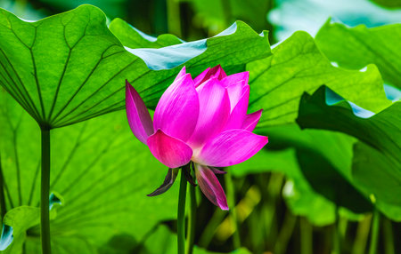 Pink Lotus Flower Green Leaves Close Up  Lotus Pond Summer Palace Beijing Chinaの写真素材
