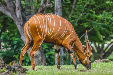 Colorful Brown White Stripes Bongo Grazing Antelope Tragelalphus Eurycerus Native to Africa Endangeredの写真素材