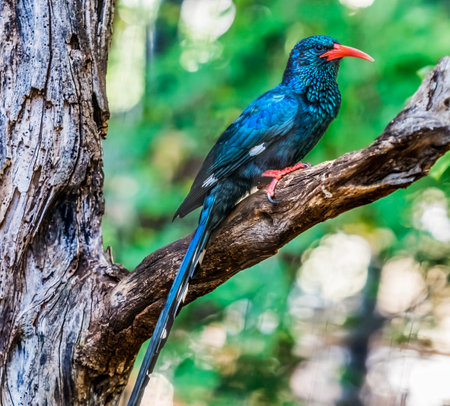 Colorful Red-Billed Green Wood Hoopoe Phoeniculus Purpureus in Waikiki Honolulu Hawaii. Tropical bird is native to Africa.の写真素材