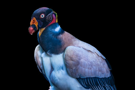Colorful Red Orange White King Vulture Bird Raptor Sarcoramphus Papa in Waikiki Honolulu Hawaii....