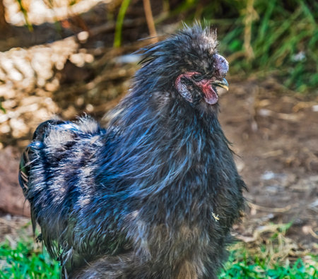 Colorful Black Chinese Silkie Chicken Waikiki Oahu Hawaii. Chicken native to Chinaの写真素材