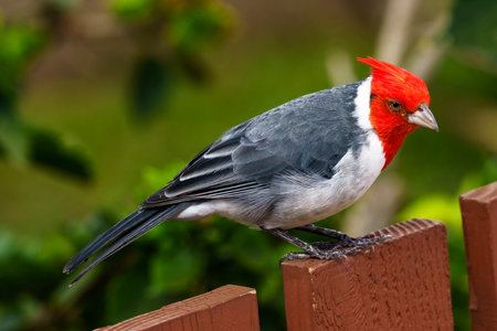 Colorful Red Crested Cardinal Brazilian Cardinal Paroaria Coronata Waikiki Honolulu Oahu Hawaii Originally from South America, introduced into Hawaiiの写真素材