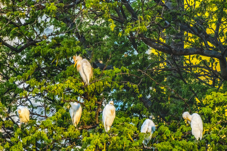 Colorful White Cattle Egrets Herons Bubulcus Ibis Nesting Colony Tree Ala Wai Canal Waikiki Honolulu Hawaii. Egrets introduced into Hawaii in 1959.の写真素材