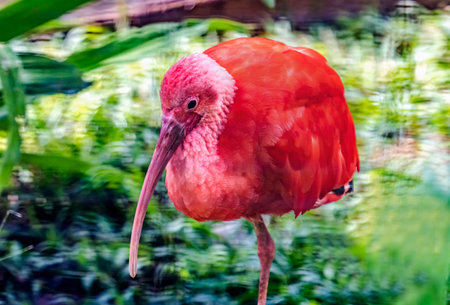 Colorful Red Pink Orange Scarlet Ibis Eudocimus Ruber in Waikiki Honolulu Hawaii. Tropical bird is native to South America.の写真素材