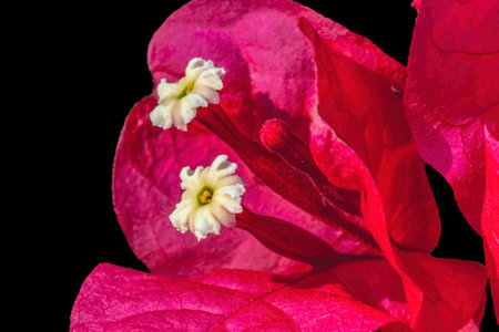 Pink Red Bougainvillea Spectabilis White Flowers Stamens Close