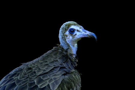 Colorful Blue Head Juvenile Hooded Vulture Necrosyrtes Monachus in Waikiki Honolulu Hawaii. Native to Africa.の写真素材