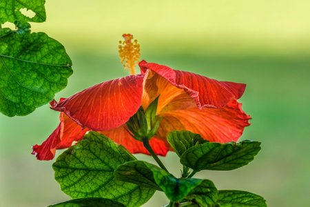 Deep Bright Orange Tropical Hibiscus Flower Green Leaves Honolulu.  State flower of Hawaii.の写真素材