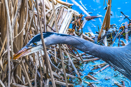 Great Blue Heron Looking For Food in Reeds Ardea herodias Juanita Bay Park Lake Washington Kirkland Washiingtonの写真素材
