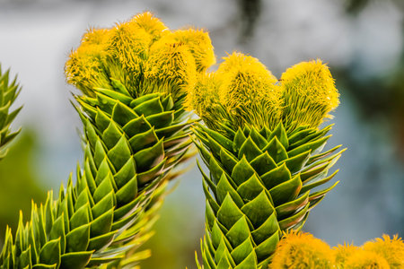Green Yellow Monkey Puzzle Tree Blooming Macro Araucaria Araucana Gig Harbor Bellevue Washington State. Native to New Caledonia.の写真素材