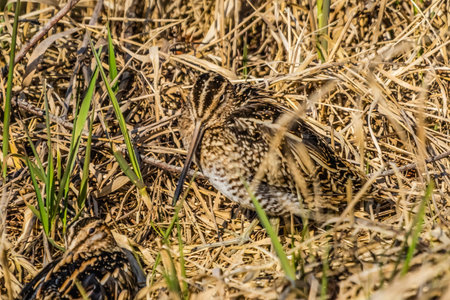 Wilson's Snipes Hiding in Grass Gallinago Delicata Shorebirds Juanita Bay Park Lake Washington...