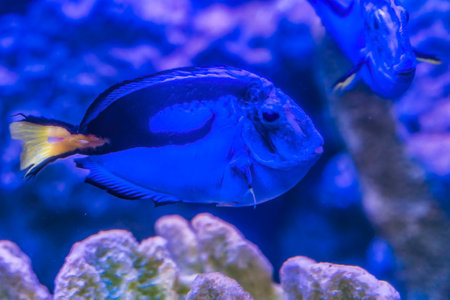 Colorful Blue Tang Tropical Fish Paracanthurus Hepatus Waikiki Oahu Hawaii.の写真素材