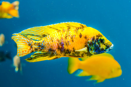 Colorful Yellow Blotched Peacock Cichlid Tropical Fish Aulonocara nyassae Waikiki Oahu Hawaii. Originally from Africa.の写真素材